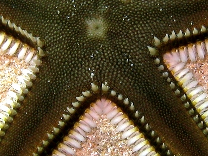 Astropecten platyacanthus (Philippi, 1837)